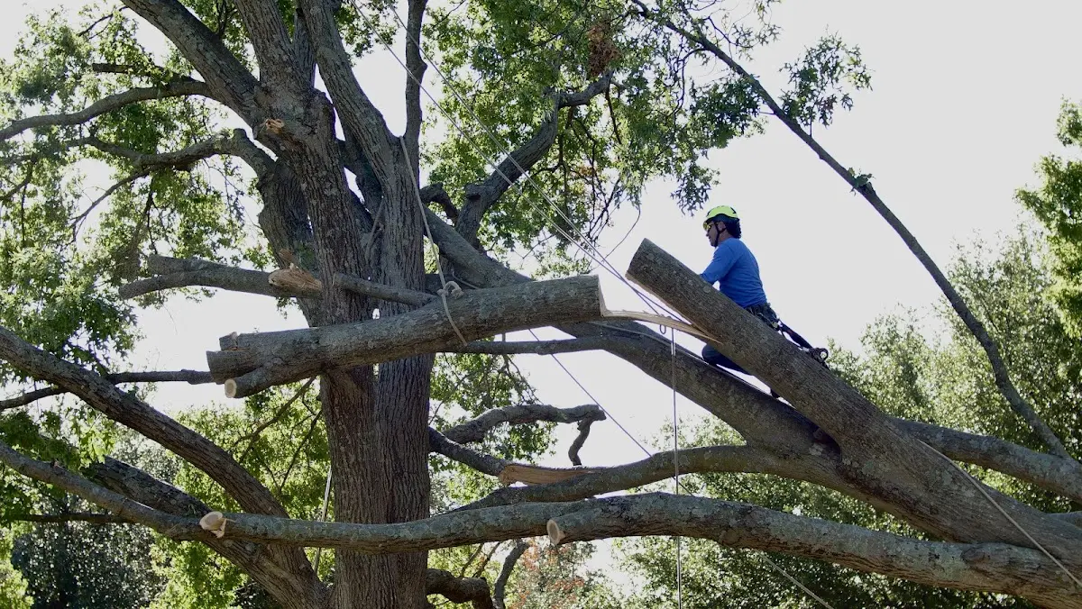 Professional Crown Thinning performed by certified arborists in Sacul