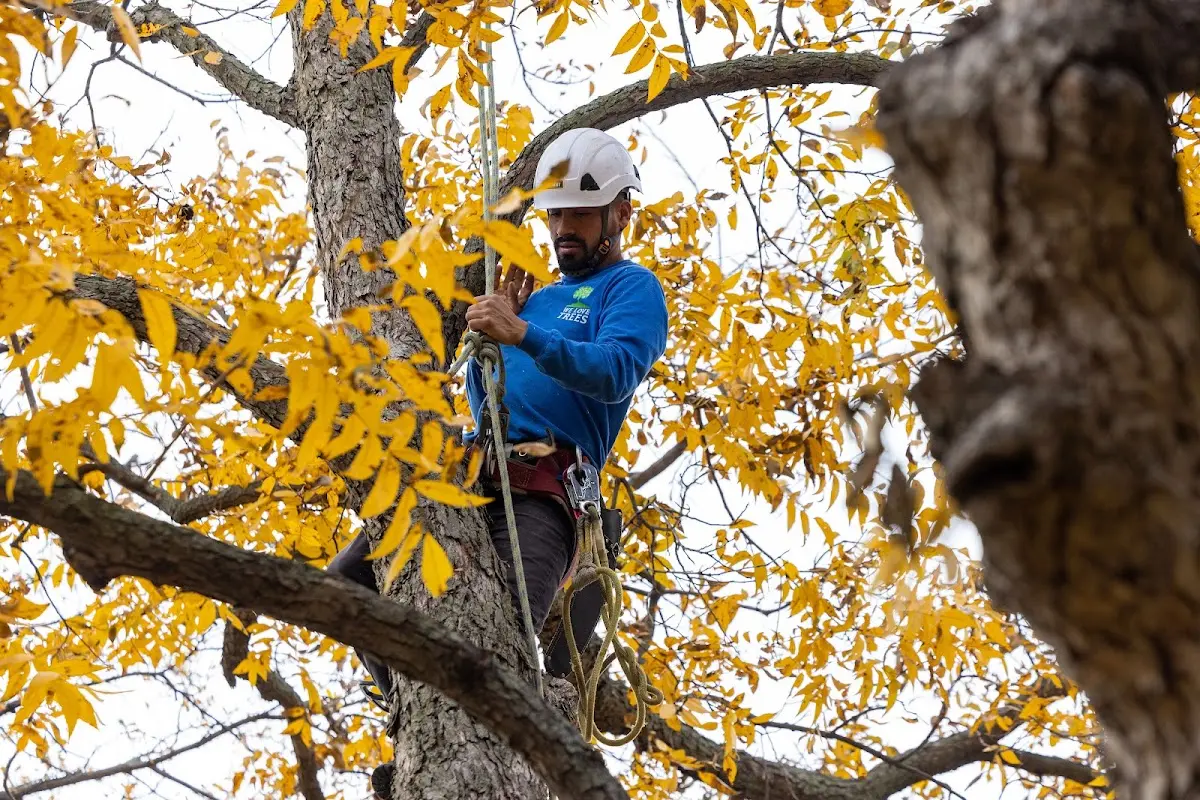 Skilled Tree Trimming crew working in Sacul